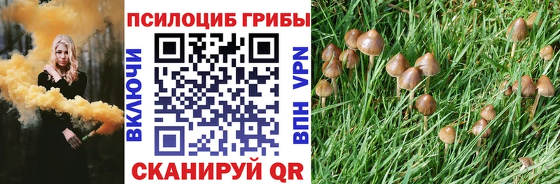 цены   Верхотурье  Псилоцибиновые грибы Psilocybe 